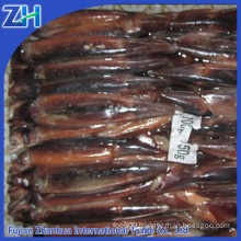 Frozen Argentina illex squid for longline fishing